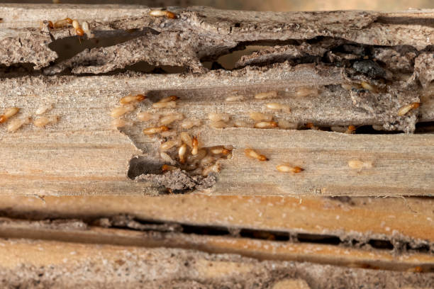 Best Residential Pest Control  in Jersey Shore, PA
